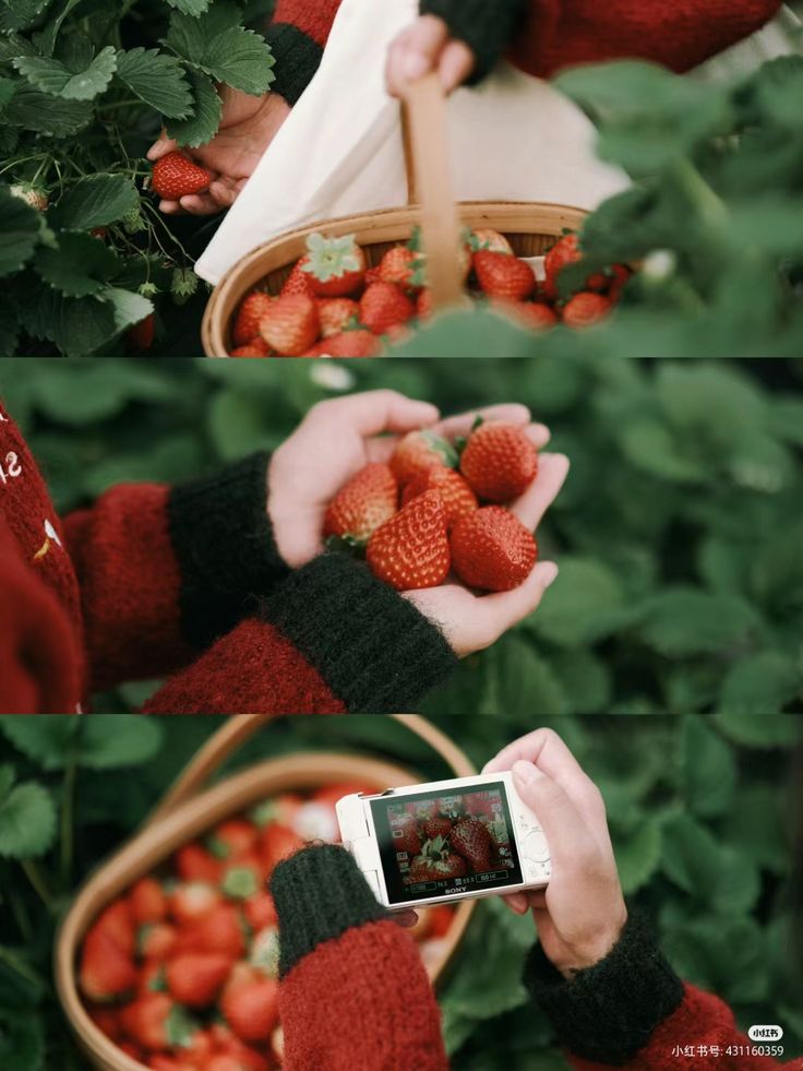 Một Quả Dâu Tây